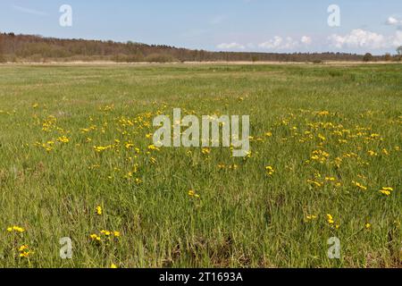 Prato umido, habitat di riproduzione di specie di uccelli rare, sito di piante rare, calendula palustre (Caltha palustris), cecchino comune (Gallinago gallinago) Foto Stock