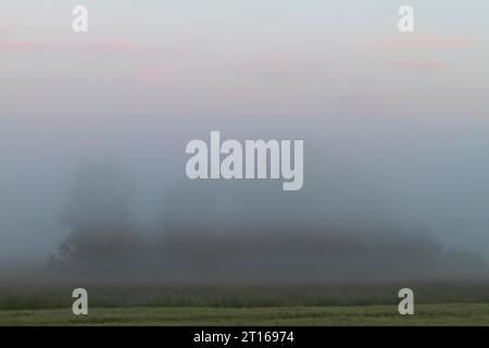 Atmosfera rilassata sui prati all'alba sul Peene, parco naturale del paesaggio fluviale della Peene Valley, Meclemburgo-Pomerania occidentale, Germania Foto Stock