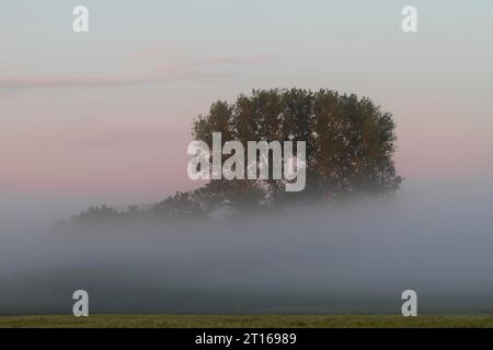 Atmosfera rilassata sui prati all'alba sul Peene, parco naturale del paesaggio fluviale della Peene Valley, Meclemburgo-Pomerania occidentale, Germania Foto Stock