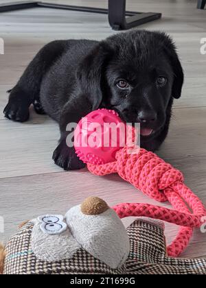 Cucciolo di Black labrador retriever masticare su un giocattolo Foto Stock