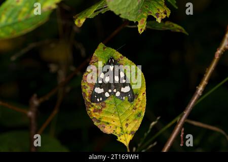 Callimorpha dominula famiglia Erebidae genere Callimorpha Scarlet Tigre falena natura selvaggia fotografia di insetti, foto, carta da parati Foto Stock