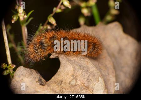 Phragmatobia fuliginosa famiglia Erebidae genere Phragmatobia falena tigre rubino bruco natura selvaggia fotografia di insetti, foto, carta da parati Foto Stock