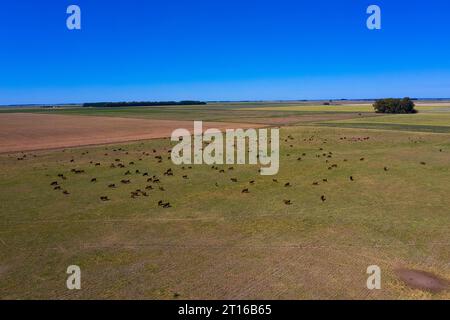 Bestiame nella campagna argentina, provincia di la Pampa, Patagonia, Argentina. Foto Stock