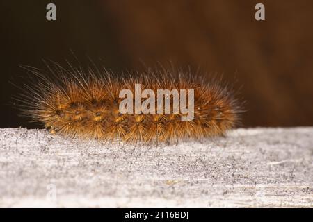 Phragmatobia fuliginosa famiglia Erebidae genere Phragmatobia falena tigre rubino bruco natura selvaggia fotografia di insetti, foto, carta da parati Foto Stock