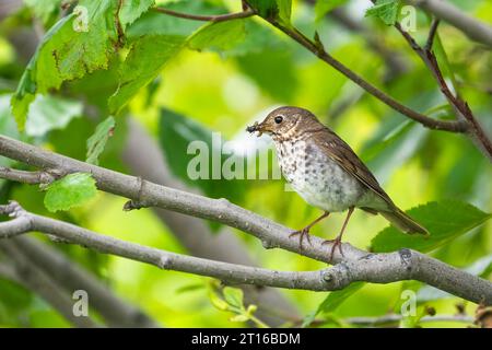 Swinson's Thrush arroccato sugli alberi nell'Alaska centro-meridionale. Foto Stock