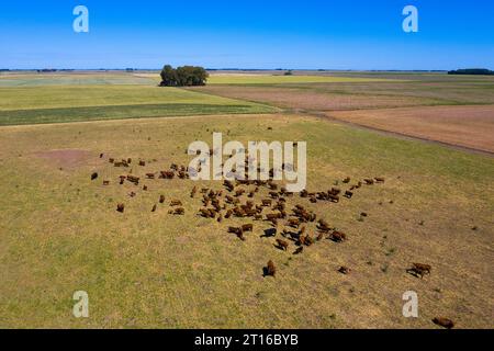 Bestiame nella campagna argentina, provincia di la Pampa, Patagonia, Argentina. Foto Stock