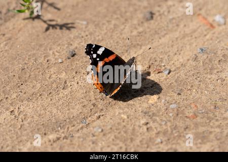 Vanessa atalanta famiglia Nymphalidae genere Vanessa Red ammiraglio farfalla natura selvaggia fotografia di insetti, foto, carta da parati Foto Stock