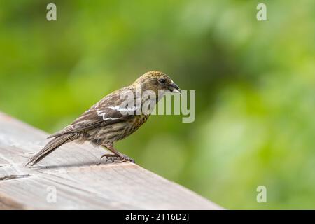 Crossbill dalle ali bianche arroccato sulla ringhiera nell'Alaska centro-meridionale. Foto Stock