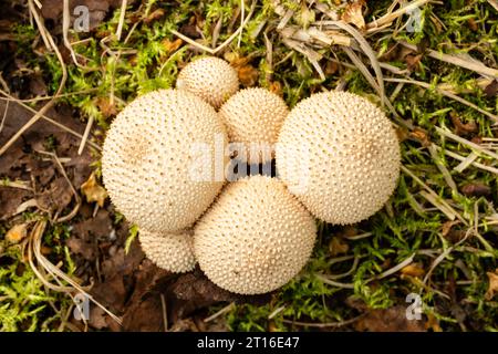 Primo piano sui funghi Puffball con borchie di gemme nell'Alaska centro-meridionale. Foto Stock