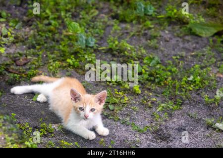 Gattino singolo che si rilassa in un cortile sul retro Foto Stock