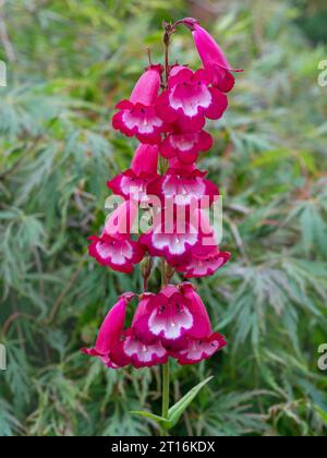 Fiori rosa Penstemon, varietà Pensham Amelia Jane Foto Stock