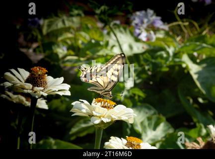 Primo piano della farfalla Swallowtail o Papilio machaon syriacus. Una farfalla gialla e nera atterra su un fiore bianco. Foto Stock