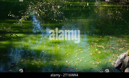 Bellissime paludi verdi all'inizio dell'autunno. Alberi e foglie cadute nell'acqua Foto Stock