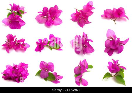 Set di piccoli fiori rosa Bougainvillea su sfondo bianco. Foto scattate da varie direzioni. Questa risorsa è molto adatta per creare la natura Foto Stock