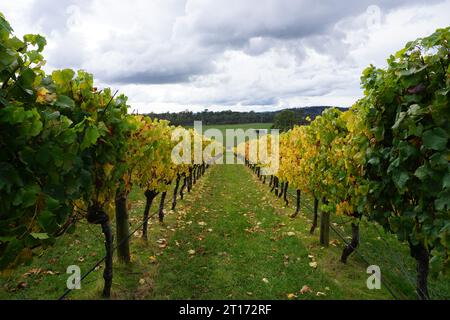 Il vino colorato autunnale si colloca nei vigneti di Launceston, Tasmania, Australia Foto Stock