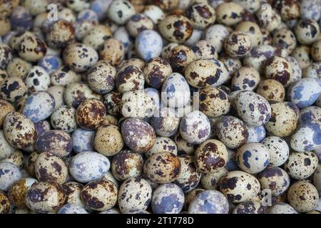 Le uova di quaglia sono un tipo di uova come cibo, mangiate e considerate una prelibatezza in molte parti del mondo. Foto Stock