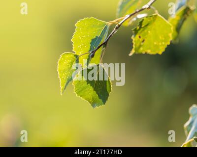 Ramo di betulla, Betula pendula, betulla argentata, betulla verrucola, betulla bianca europea, con le foglie verdi da vicino. Messa a fuoco selettiva. Foto Stock