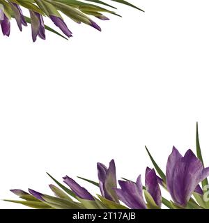 Pianta dei gladioli acquerelli. Cornice floreale con fiori viola, gemme e foglie dipinte a mano illustrazione isolata su sfondo bianco. Botanico Foto Stock