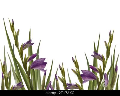 Pianta dei gladioli acquerelli. Cornice floreale con fiori viola, gemme e foglie dipinte a mano illustrazione isolata su sfondo bianco. Botanico Foto Stock