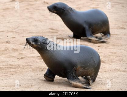 Swakopmund, Namibia. 11 ottobre 2023. Le otarie orsine del Capo sono raffigurate nella Cape Cross Seal Reserve, Namibia, 11 ottobre 2023. La costa della Namibia ospita la Cape Cross Seal Reserve, uno dei più grandi insediamenti di otarie orsine del Capo al mondo. Crediti: Chen Cheng/Xinhua/Alamy Live News Foto Stock