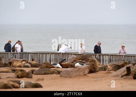 Swakopmund, Namibia. 11 ottobre 2023. I turisti si divertono nella Cape Cross Seal Reserve, Namibia, 11 ottobre 2023. La costa della Namibia ospita la Cape Cross Seal Reserve, uno dei più grandi insediamenti di otarie orsine del Capo al mondo. Crediti: Chen Cheng/Xinhua/Alamy Live News Foto Stock