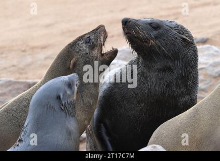 Swakopmund, Namibia. 11 ottobre 2023. Le otarie orsine del Capo sono raffigurate nella Cape Cross Seal Reserve, Namibia, 11 ottobre 2023. La costa della Namibia ospita la Cape Cross Seal Reserve, uno dei più grandi insediamenti di otarie orsine del Capo al mondo. Crediti: Chen Cheng/Xinhua/Alamy Live News Foto Stock