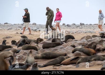 Swakopmund, Namibia. 11 ottobre 2023. I turisti potranno ammirare le otarie orsine del Capo nella riserva delle foche di Cape Cross, Namibia, 11 ottobre 2023. La costa della Namibia ospita la Cape Cross Seal Reserve, uno dei più grandi insediamenti di otarie orsine del Capo al mondo. Crediti: Chen Cheng/Xinhua/Alamy Live News Foto Stock