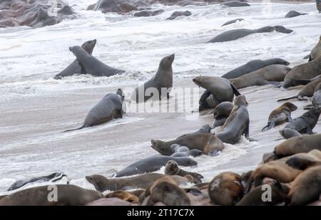 Swakopmund, Namibia. 11 ottobre 2023. Le otarie orsine del Capo sono raffigurate nella Cape Cross Seal Reserve, Namibia, 11 ottobre 2023. La costa della Namibia ospita la Cape Cross Seal Reserve, uno dei più grandi insediamenti di otarie orsine del Capo al mondo. Crediti: Chen Cheng/Xinhua/Alamy Live News Foto Stock