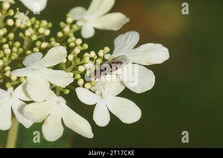 Primo piano hoverfly Meliscaeva auricollis, famiglia Syrphidae su fiori bianchi di Viburnum plicatum Watanabe - Bush delle nevi giapponese. Famiglia Caprifoliaceae. Foto Stock