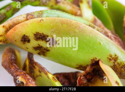 Pianta succulenta con danno da malattia fungina su bianco Foto Stock