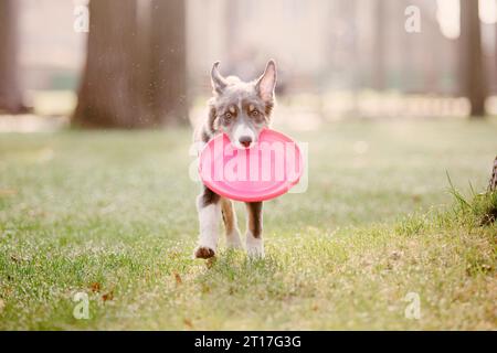 Border Collie cucciolo che gioca con il disco volante Foto Stock