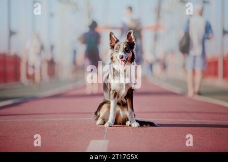 Border Collie Dog alla passeggiata in città. Cane in città Foto Stock