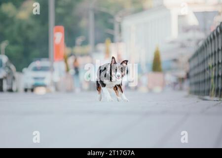 Border Collie Dog alla passeggiata in città. Cane in città Foto Stock
