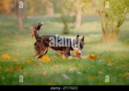 Border Collie che gioca con le foglie d'acero. Stagione autunnale. Cane in autunno. Foto Stock