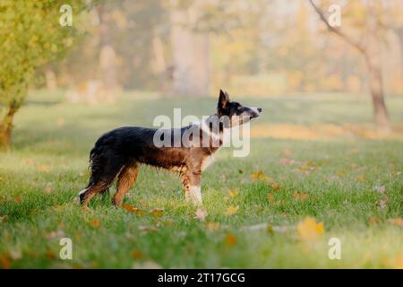 Border Collie che gioca con le foglie d'acero. Stagione autunnale. Cane in autunno. Foto Stock