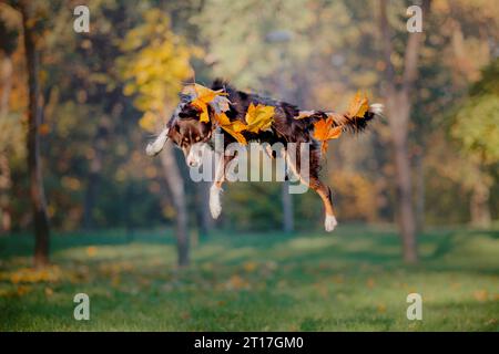 Border Collie che gioca con le foglie d'acero. Stagione autunnale. Cane in autunno. Foto Stock