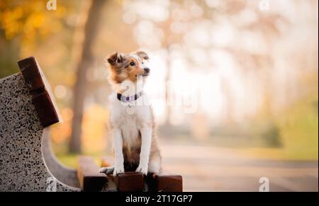 Cucciolo dello Shetland Sheepdog seduto sulla panchina. Estate e autunno, colori autunnali. Sheltie Dog Foto Stock