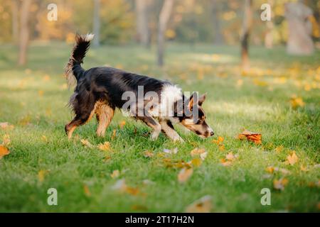 Border Collie che gioca con le foglie d'acero. Stagione autunnale. Cane in autunno. Foto Stock