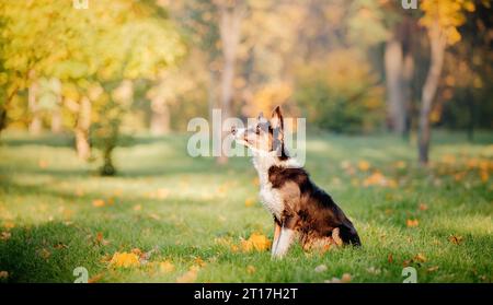 Border Collie che gioca con le foglie d'acero. Stagione autunnale. Cane in autunno. Foto Stock