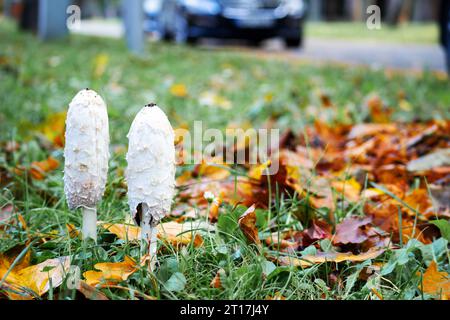 Due funghi bianchi autunnali su uno sfondo di erba verde e foglie autunnali colorate Foto Stock