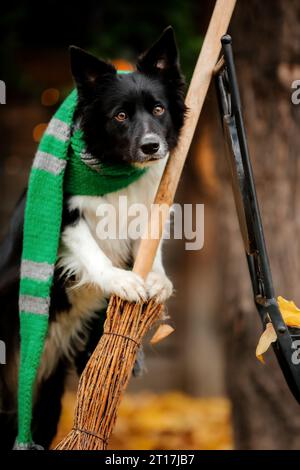 Halloween e festività del Ringraziamento. Cane con zucche nella foresta. Cane Border Collie Foto Stock