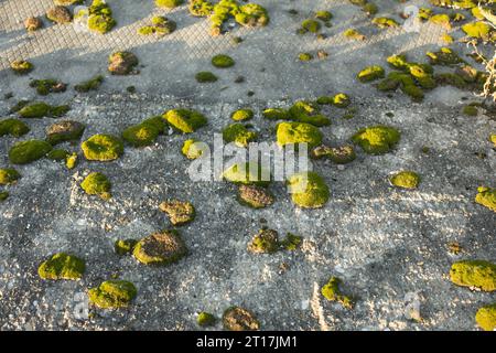 Muschio su una lastra di cemento. La formazione di muschio sulla pietra. Impianto Marsh. Distruzione della struttura in calcestruzzo da parte delle piante. Foto Stock