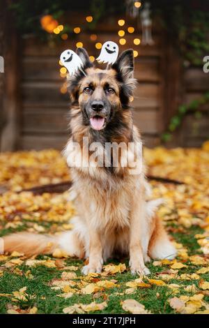 Halloween e festività del Ringraziamento. Cane con zucche. Pastore tedesco vestito Foto Stock