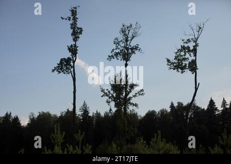 Grandi alberi. Alberi alti nel campo. Paesaggio in serata. Quercia alta. Foto Stock