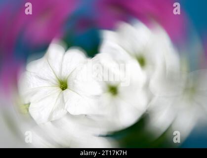 primo piano dei fiori di petunia sfondo astratto Foto Stock