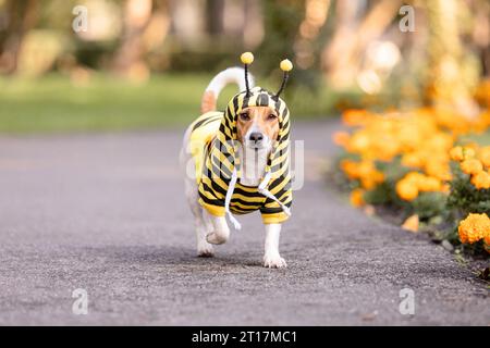 Un cane vestito da ape in un parco. Razza di cane Jack Russell terrier Foto Stock