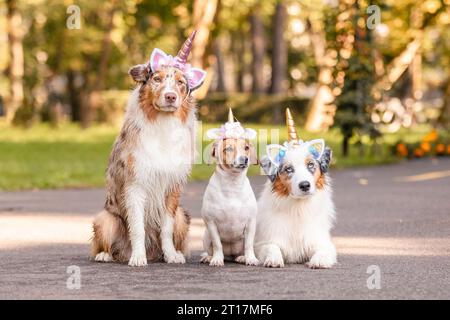 Tre cani vestiti con canestro da unicorno si siedono nel parco Foto Stock