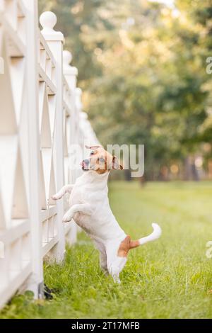 I cani del Jack Russell terrier si riproducono durante una passeggiata nel parco. Cane in erba verde. Foto Stock