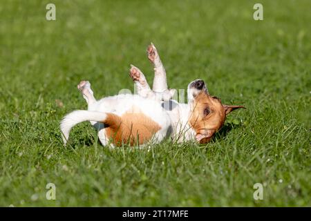 I cani del Jack Russell terrier si riproducono durante una passeggiata nel parco. Cane in erba verde. Foto Stock