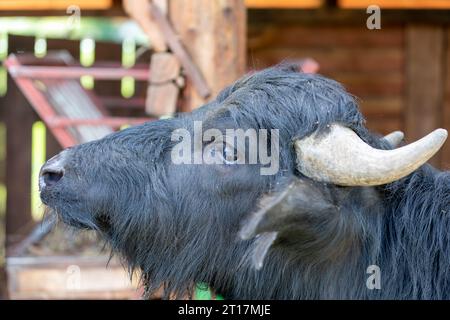 grande bufalo nero in una recinzione di legno nella fattoria Foto Stock